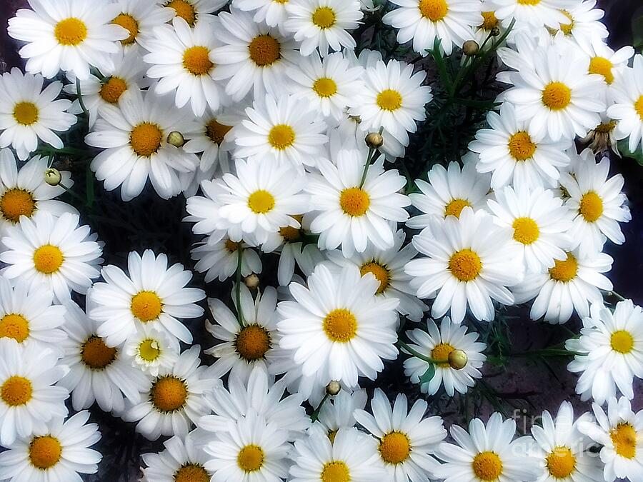 Glowing White Daisies in the Sunlight Photograph by Joan-Violet Stretch