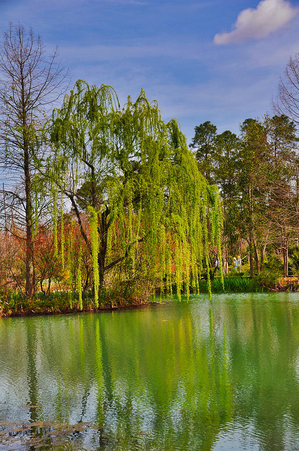 Glowing Willow Photograph by Linda Brown