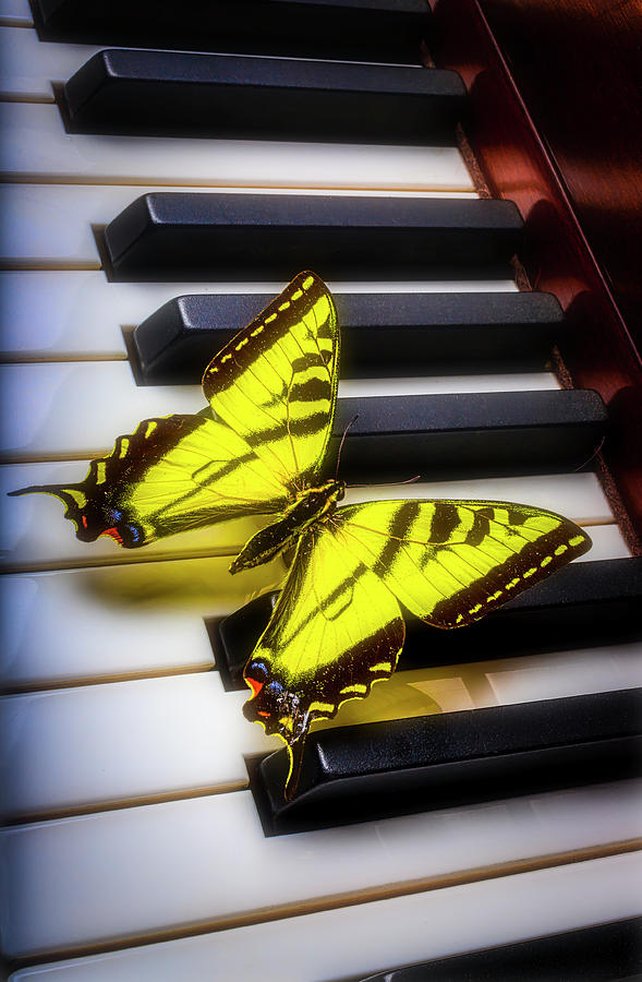 Glowing Yellow Buttefly On Piano Keys Photograph by Garry Gay