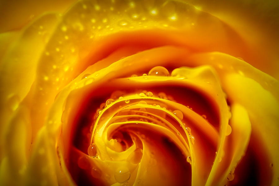 Glowing yellow rose 2 Photograph by Lilia S