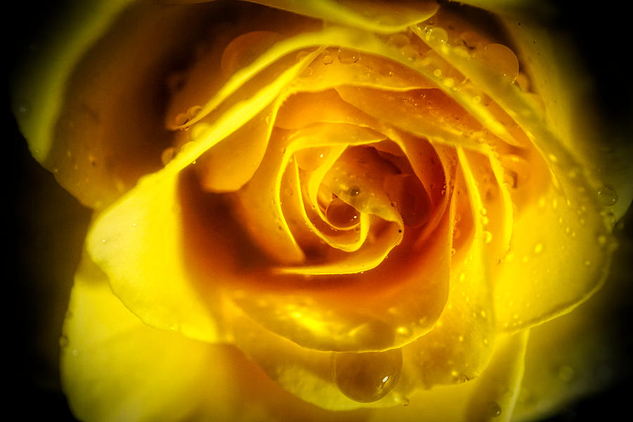 Glowing yellow rose Photograph by Lilia S