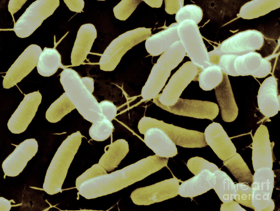 Gluconacetobacter Bacteria Sem Photograph by Scimat