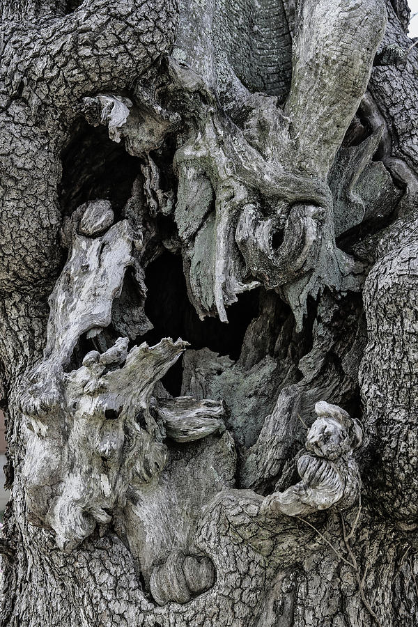 Gnarled and Hollowed Old Tree Photograph by John Haldane