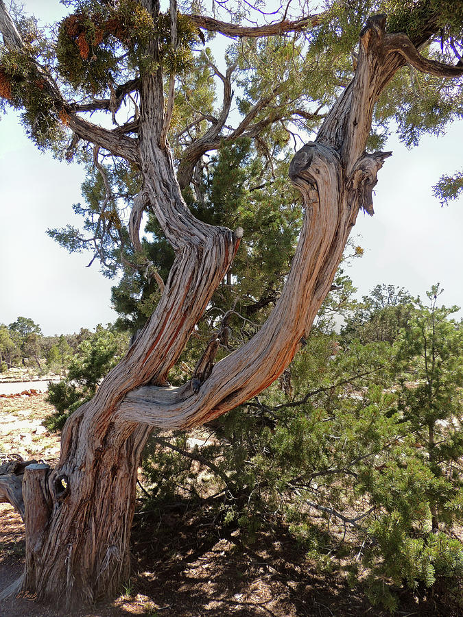 Gnarled Beauty Photograph by Gordon Beck