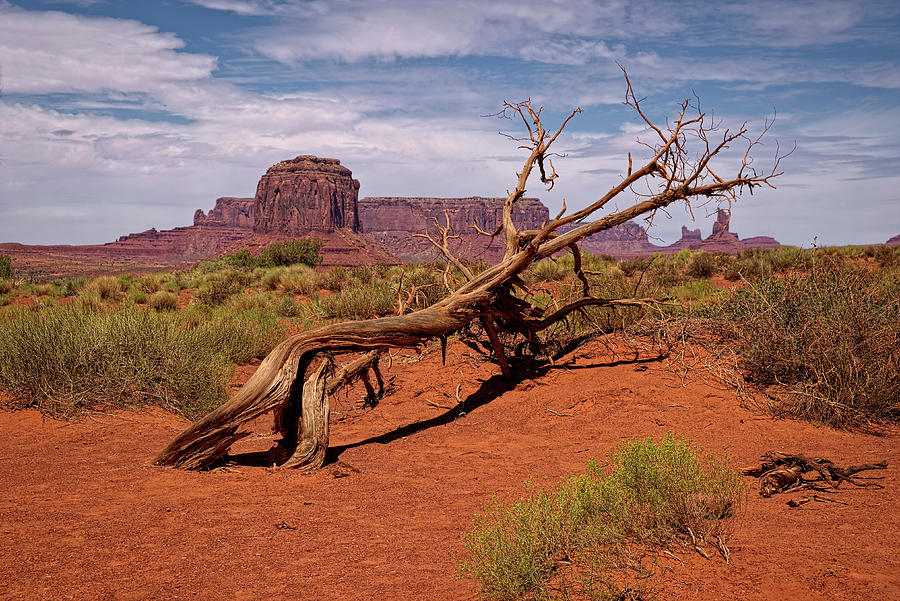 Gnarled Beauty of the Valley Photograph by Lucinda Walter