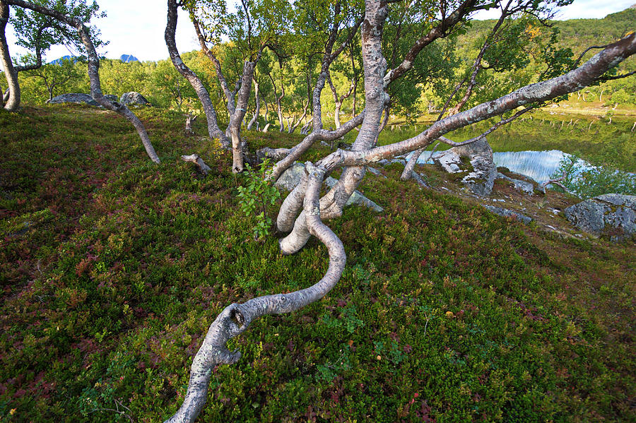 Gnarled Birch Trees In Northern Norway Photograph
