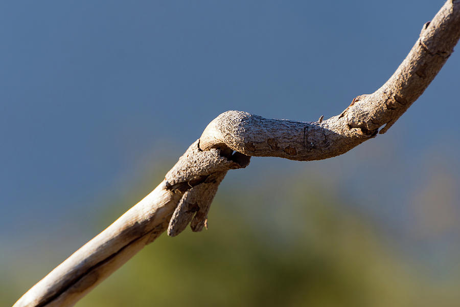Gnarled Branch Photograph by Douglas Killourie