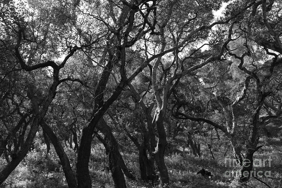 Gnarled Branches Bw Photograph