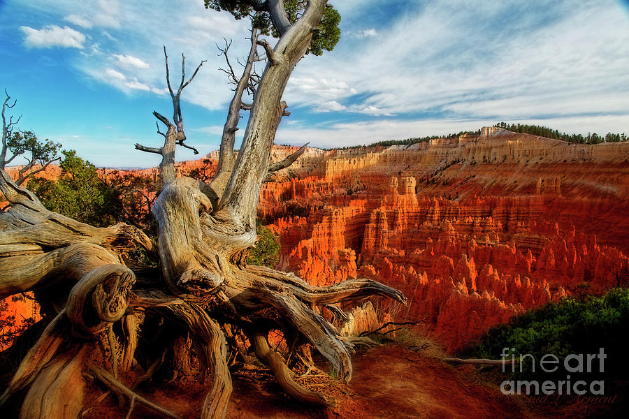 Gnarled Photograph by David Arment