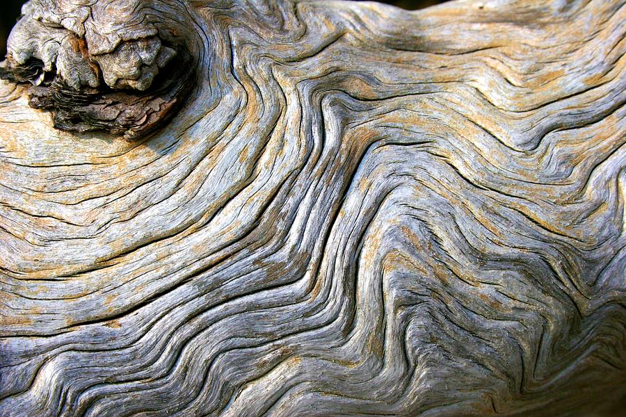 Gnarled Driftwood Photograph by Polly Castor