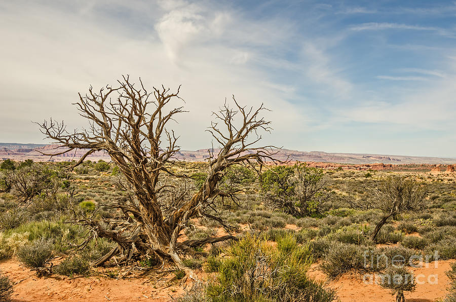 Gnarled Juniper Tree in Arches Photograph by Sue Smith
