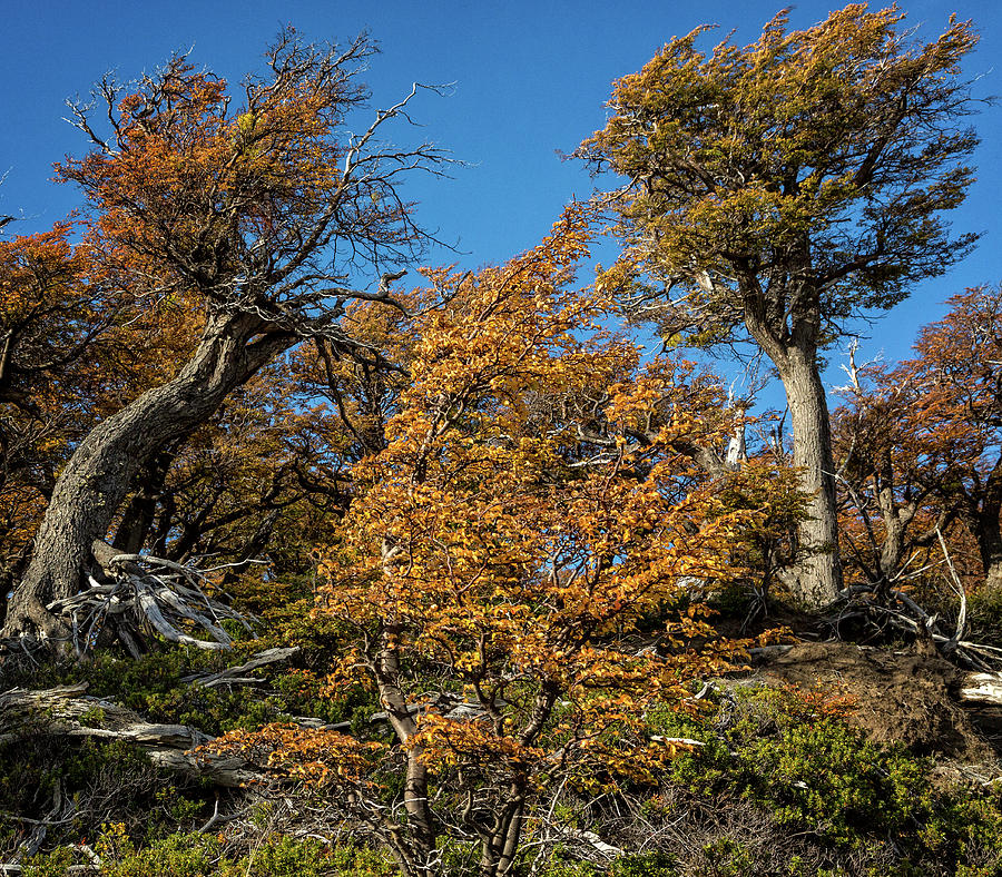 Gnarled landscape in Patagonia Photograph by Steven Upton