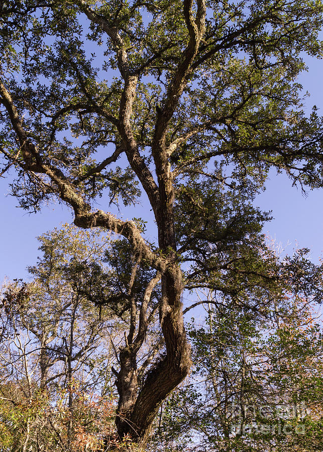 Gnarled Live Oak with Moss Photograph by MM Anderson