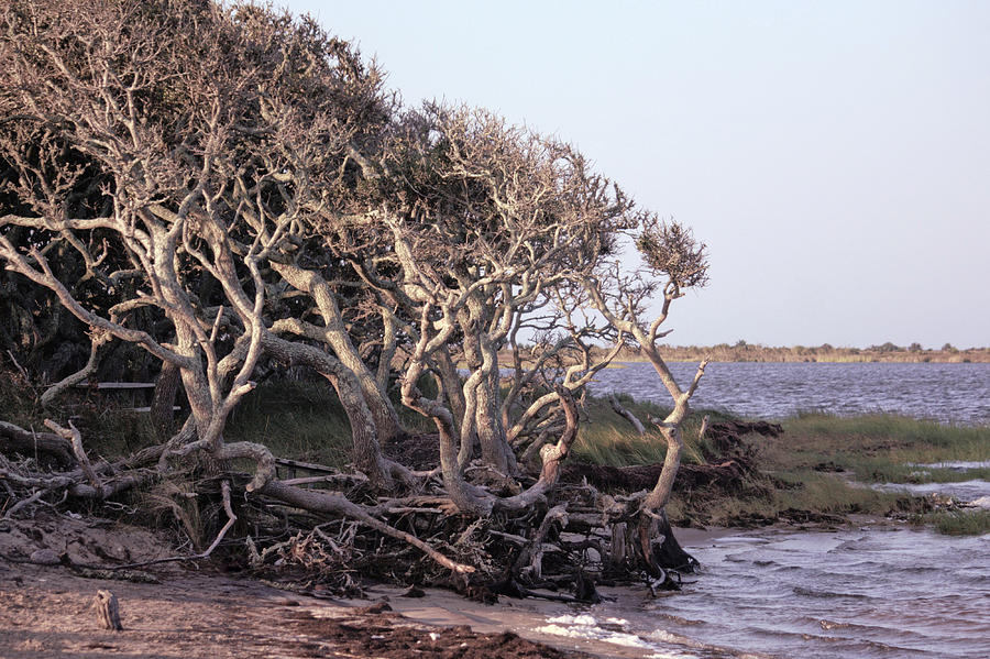 Gnarled Oak Trees Photograph by Suzanne Stout