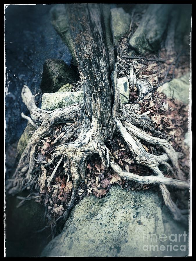 Nature Photograph - Gnarled Rooted Beauty by Jason Nicholas