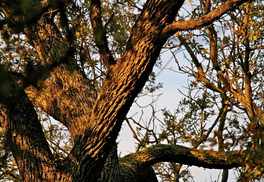 Gnarled Tree at Sunset Photograph by Michele Myers