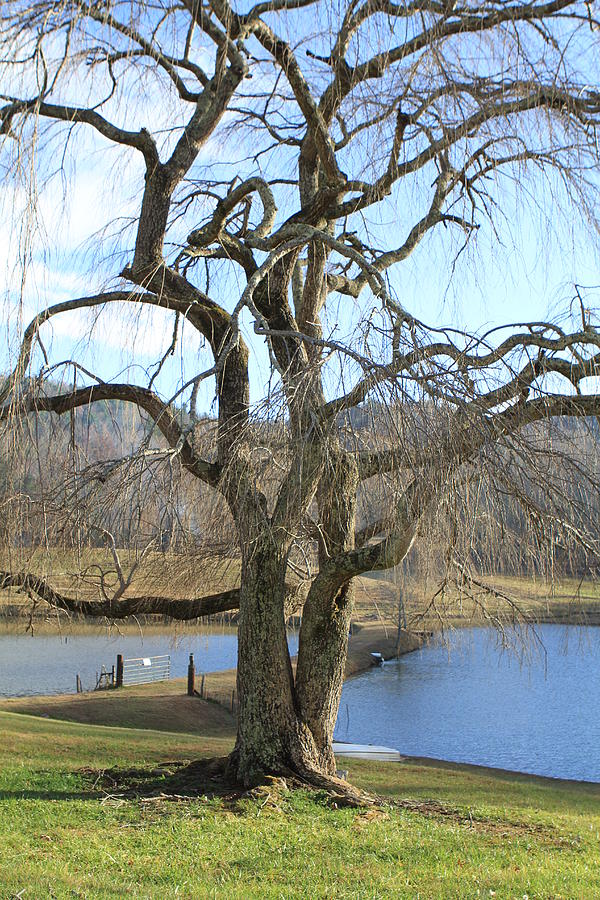 Gnarled Tree Photograph by Karen Ruhl