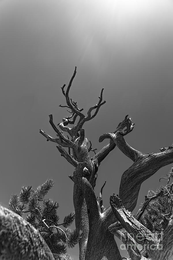 Gnarled Tree Reaching For The Sky Photograph by Dan Friend
