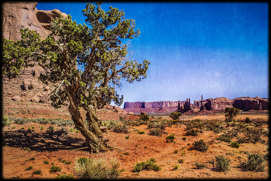 Gnarled Utah Juniper At Monument Vally Photograph