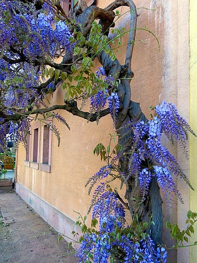 Gnarled Wisteria Photograph by Betty Buller Whitehead