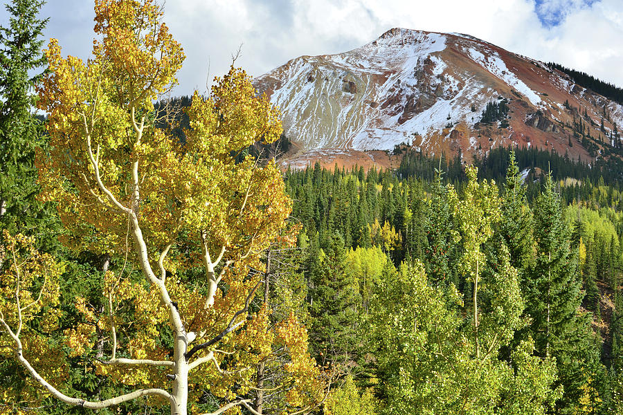 Gnarly Aspen at Red Mountain Photograph by Ray Mathis