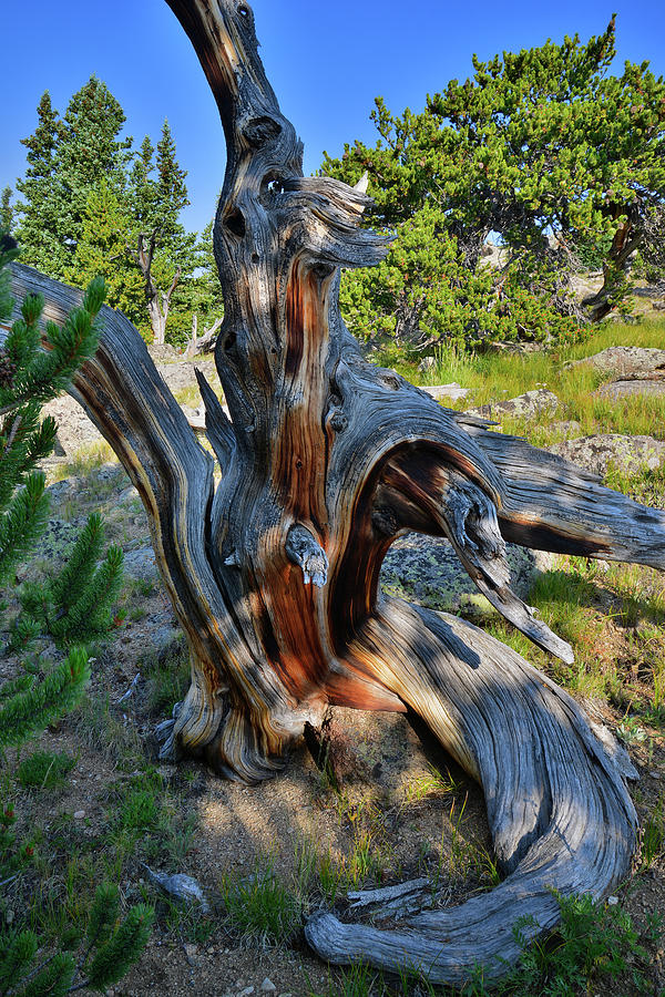 Gnarly Bristlecone Pine in Mt. Goliath Natural Area Photograph by Ray Mathis