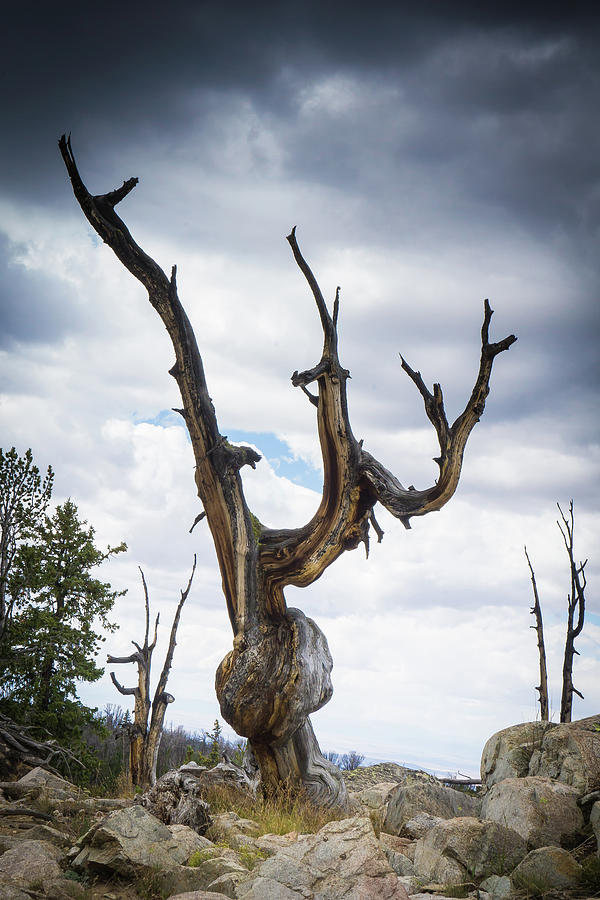 Gnarly by Carl Simmerman Gnarly by Carl Simmerman