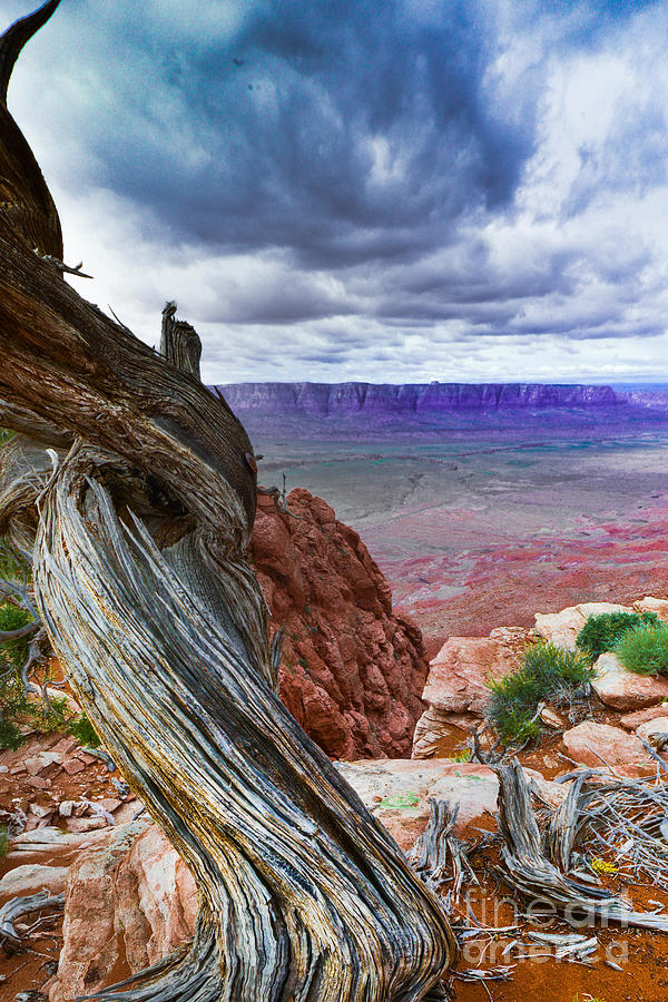 Gnarly Desert Photograph by Jim DeLillo
