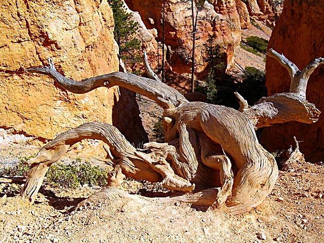 Gnarly Limbs by Louise Mingua Gnarly Limbs by Louise Mingua
