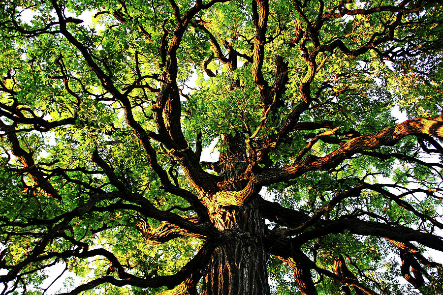 Gnarly Oak Photograph by Debbie Oppermann