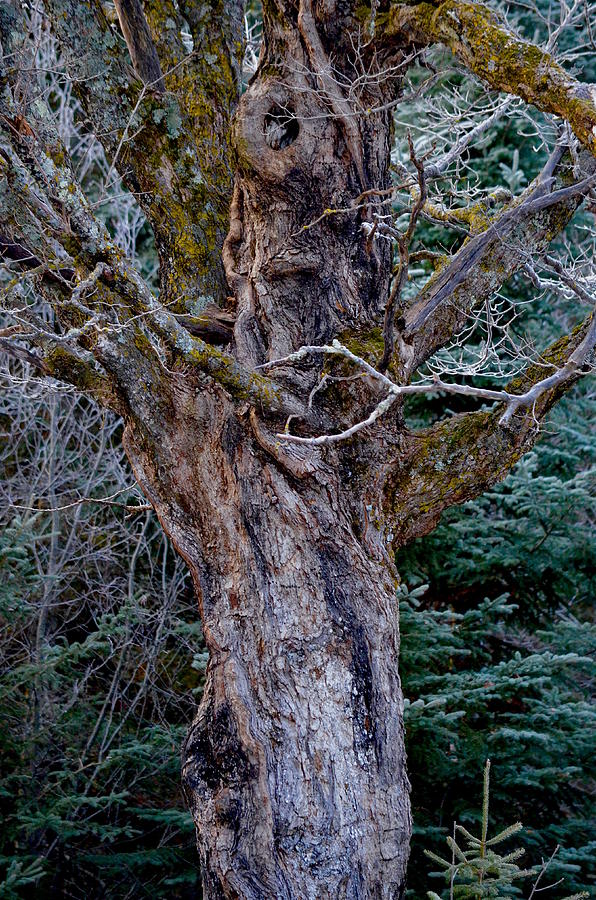 gnarly-old-maple-tree-photograph-by-hella-buchheim-fine-art-america