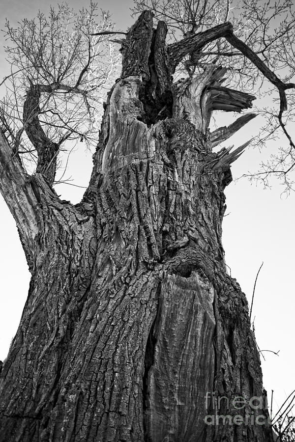 Gnarly Old Tree Photograph by Edward Fielding