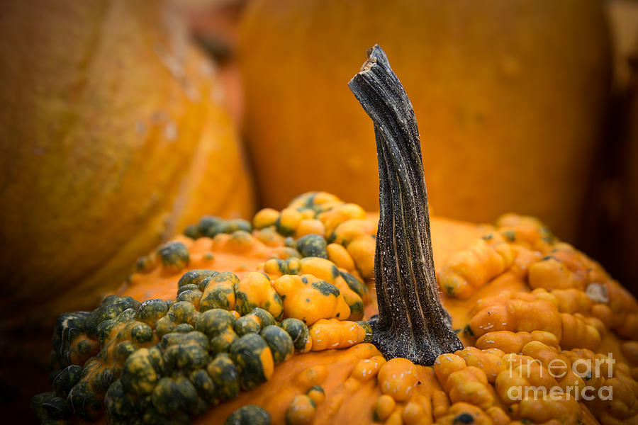 Gnarly Pumpkin Photograph by Lynn Sprowl