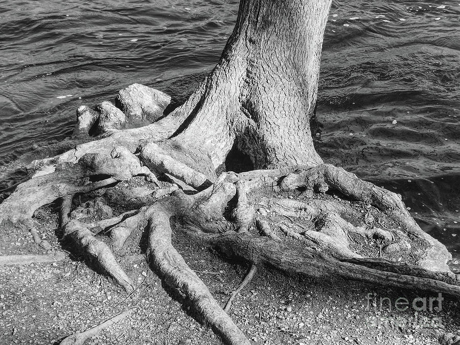 Gnarly Roots Tree Photograph by Phil Perkins