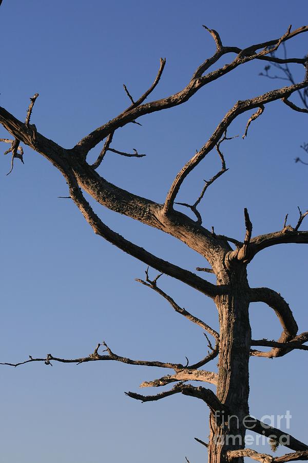 Gnarly Tree Photograph by Nadine Rippelmeyer