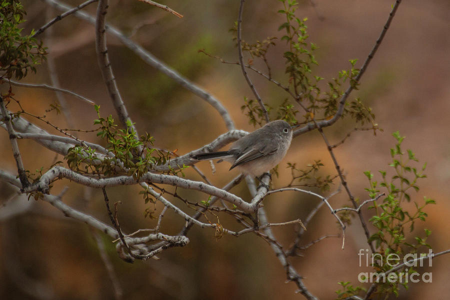 Gnatcatcher in the trees Photograph by Ruth Jolly