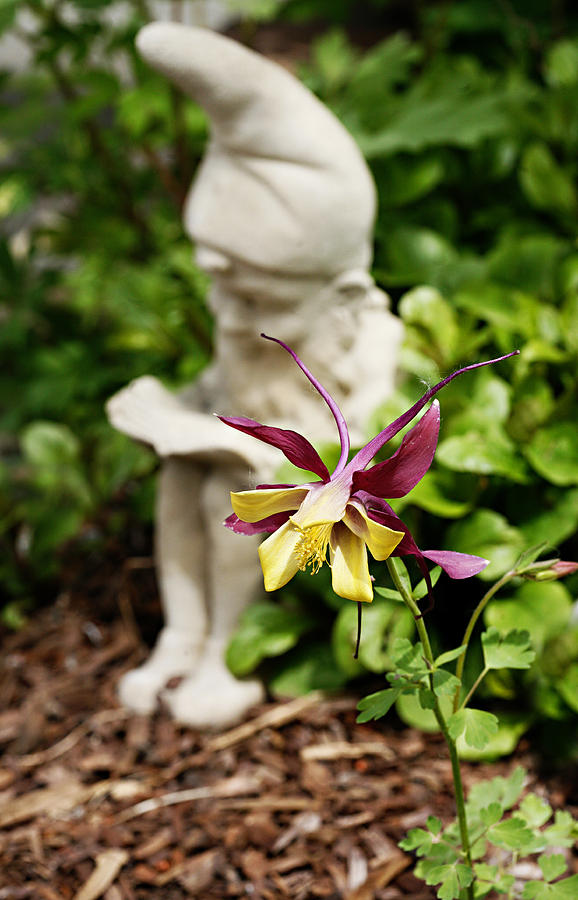 Gnome and Columbine Photograph by Marilyn Hunt