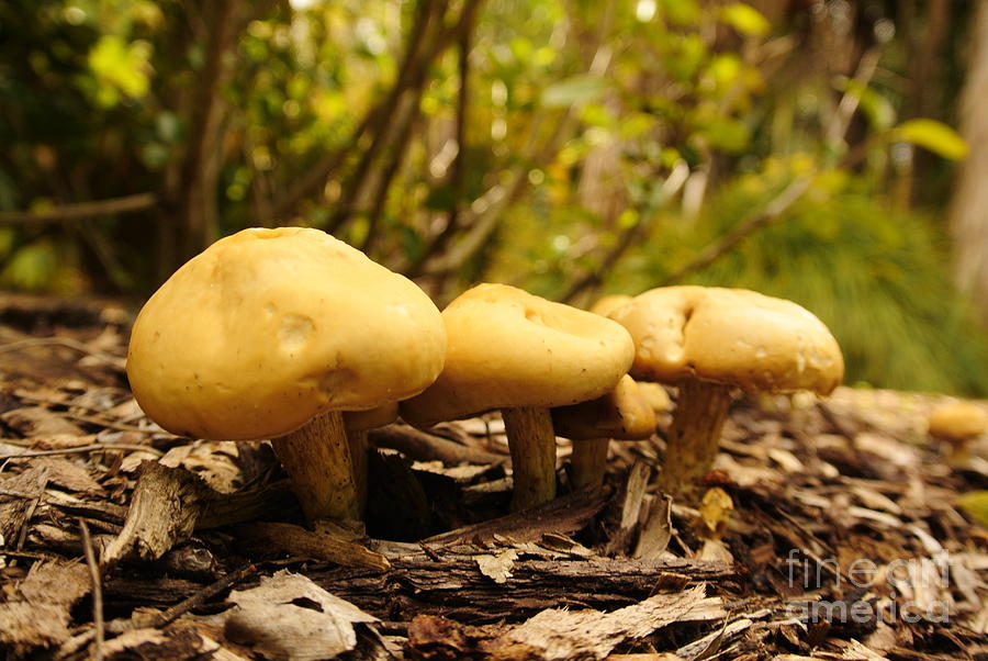 Fungus Photograph - Gnome House by Oscar Moreno Fungus Photograph - Gnome House by Oscar Moreno