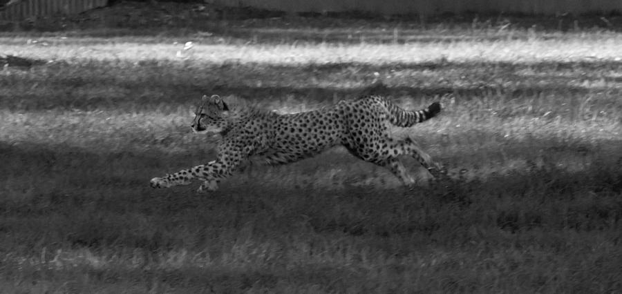 Go Cheetah Go Photograph by Miroslava Jurcik