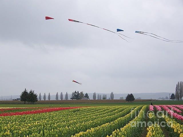 Go Fly A Kite Photograph by Lori Leigh