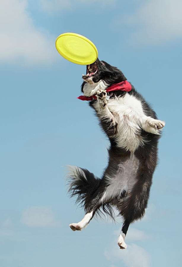 Go For It - Border Collie and Frisbee Photograph by Mitch Spence