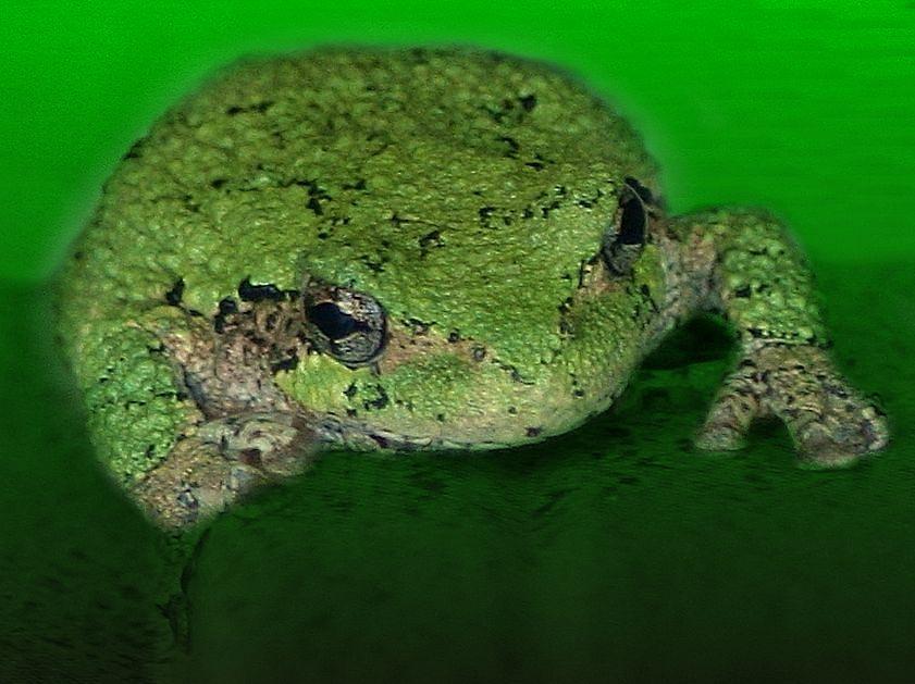Frog Photograph - Go Green by Barbara S Nickerson