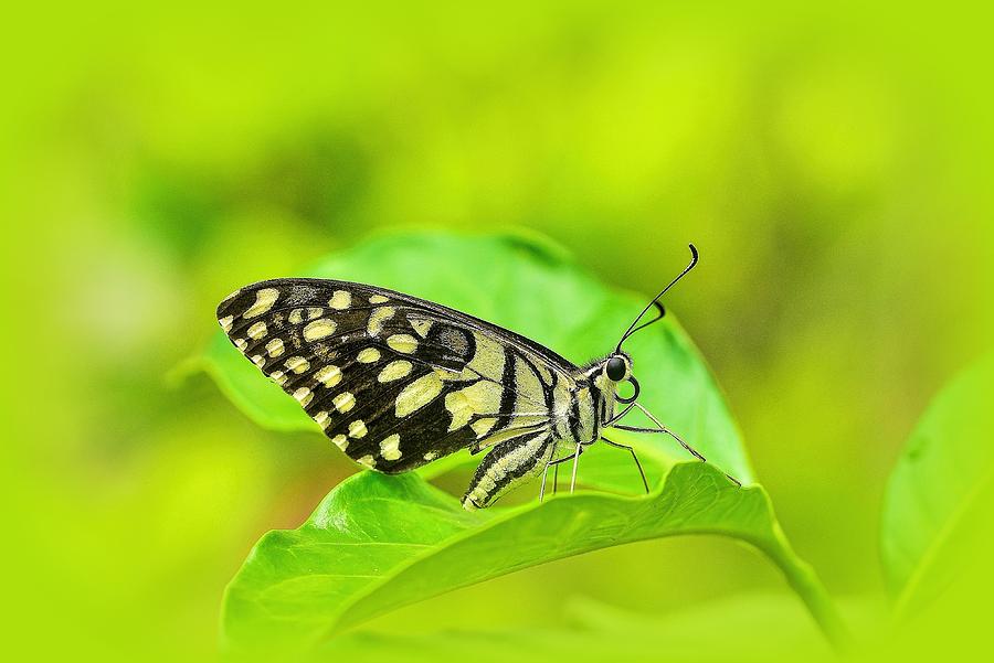 Butterfly Photograph - Go Green by Ravi S R
