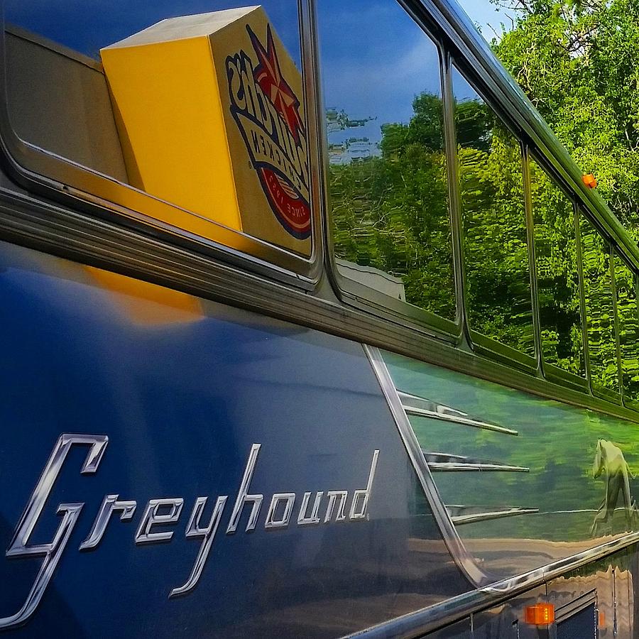 Go greyhound Photograph by Christie Czajkowski Fine Art America