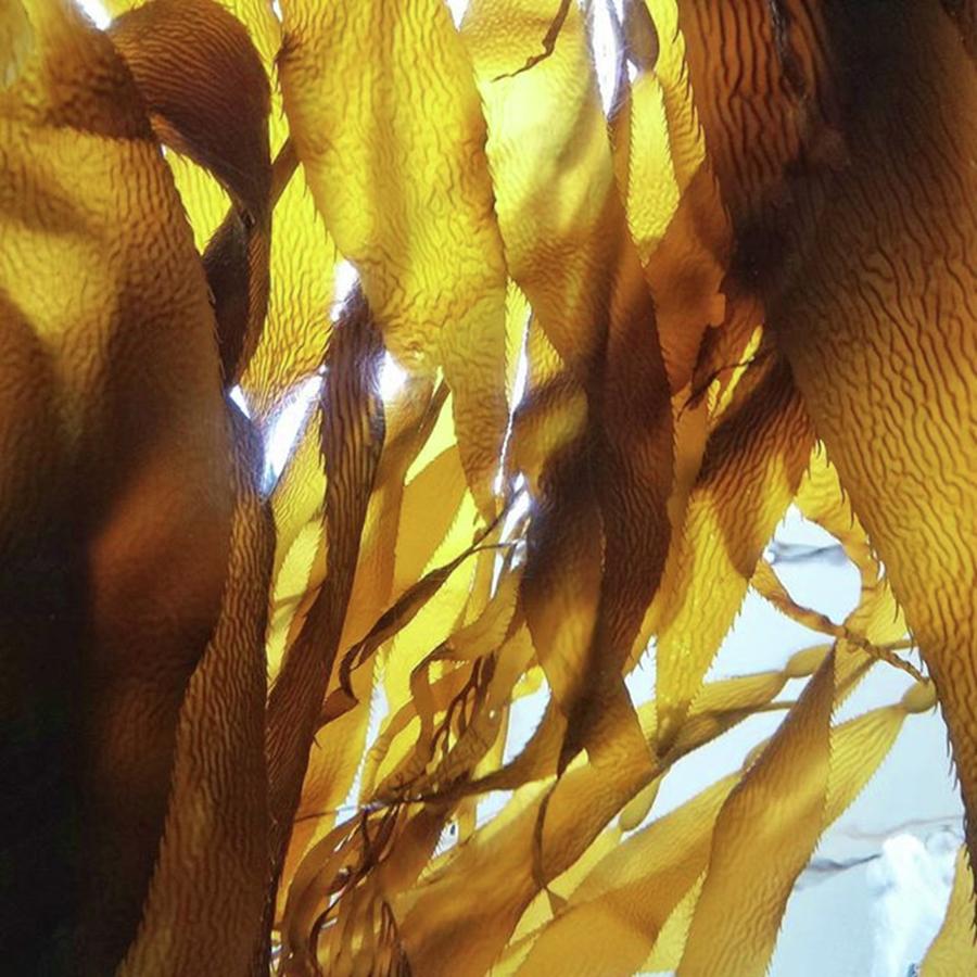 Nature Photograph - Go With The Flow.

#kelp #kelpforest by The Texturologist