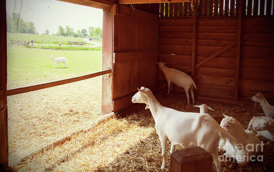 Goals In Barn Photograph by Ariadna De Raadt