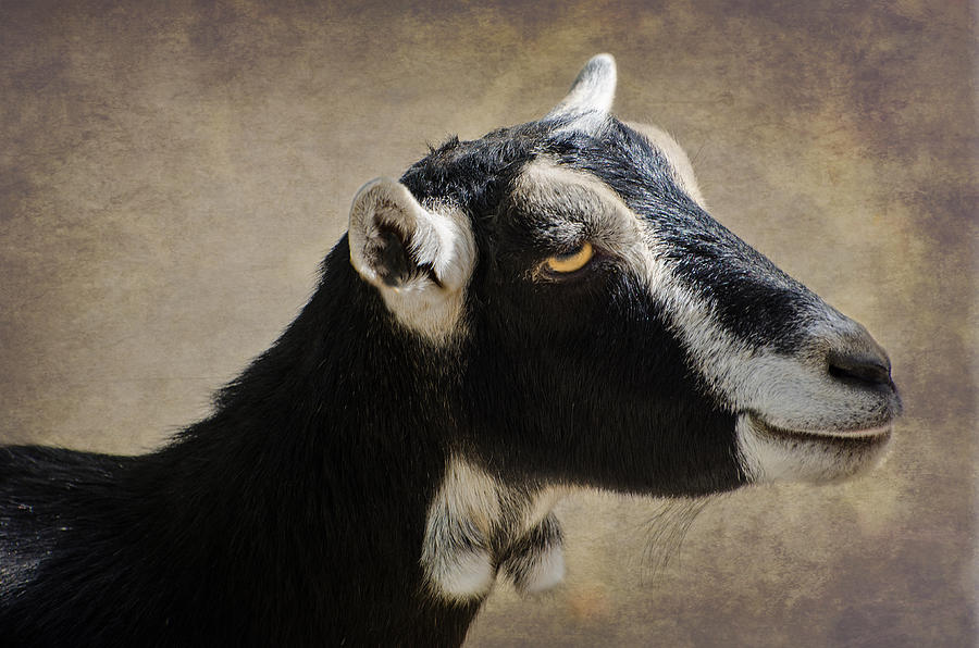 Goat  1 Photograph by Susan McMenamin