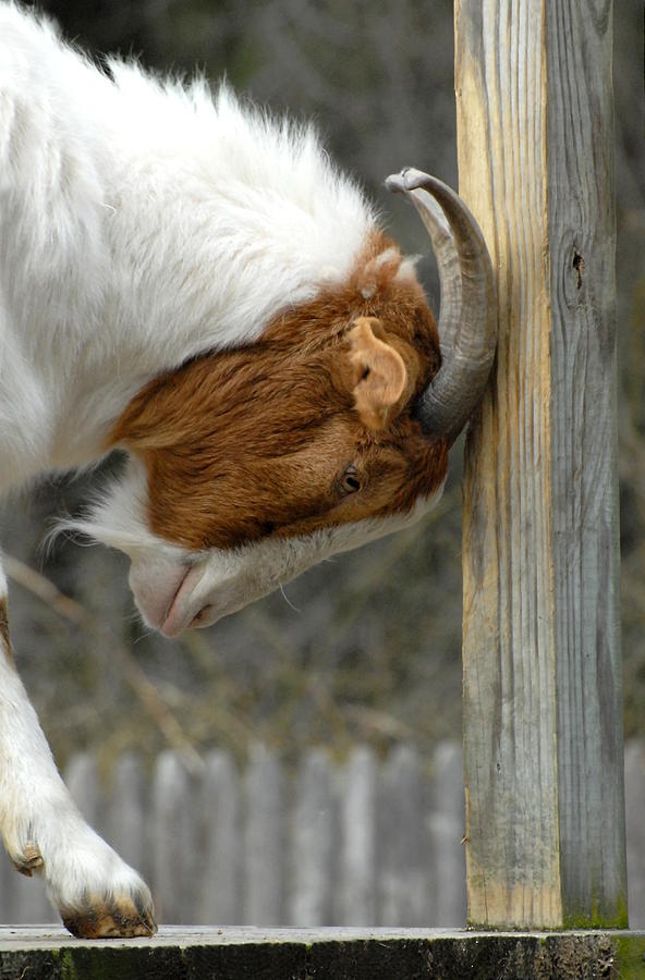 Goat 10 Photograph by Joyce StJames