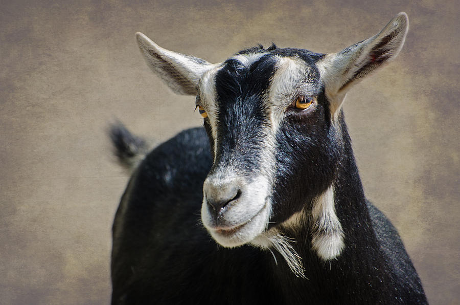 Goat 2 Photograph by Susan McMenamin