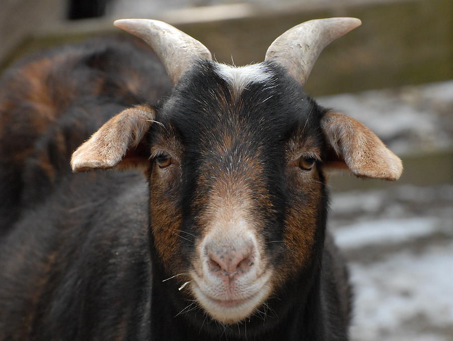Goat 8 Photograph by Joyce StJames